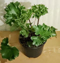 Farfugium Crispata